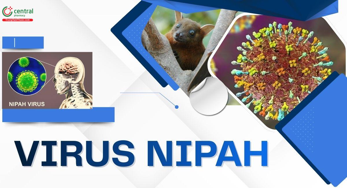 Virus Nipah có nguy hiểm không? Cơ chế gây bệnh và cách phòng ngừa lây nhiễm