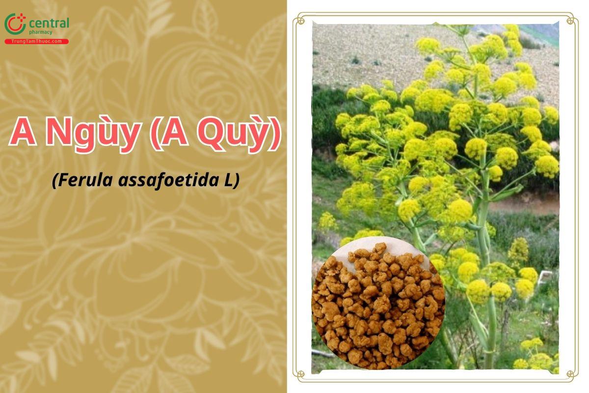 A Ngùy (A Quỳ, A ngu, Ẩn triển, Cáp tích nê - Ferula assafoetida L)