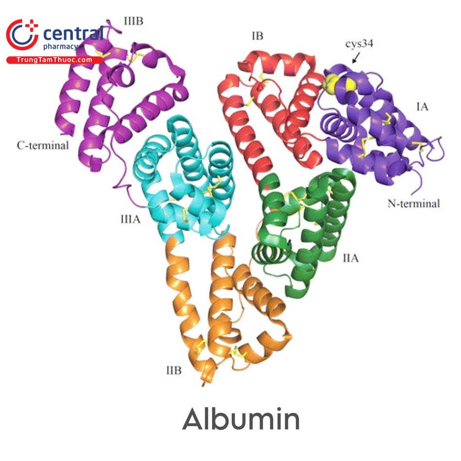 Albumin