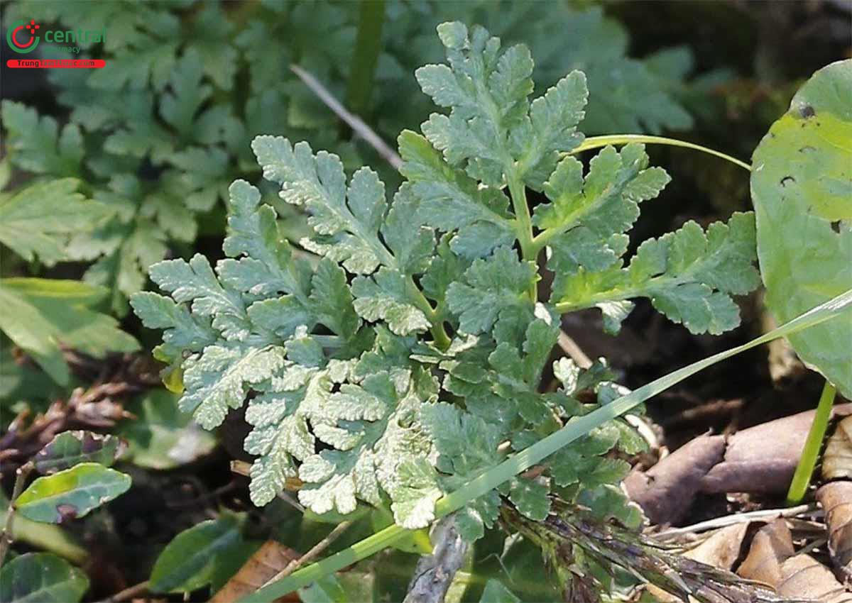 Âm Địa Quyết (Botrychium ternatum (Thunb.))