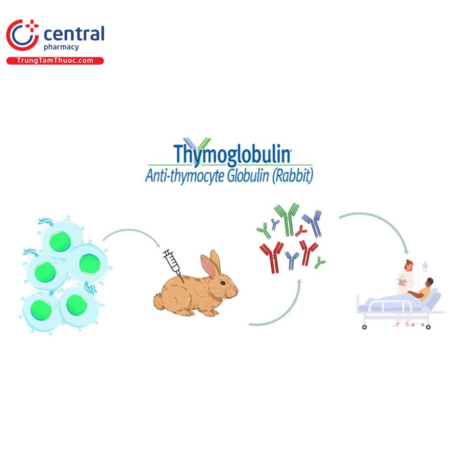 Anti Thymocyte Globulin (Thỏ)
