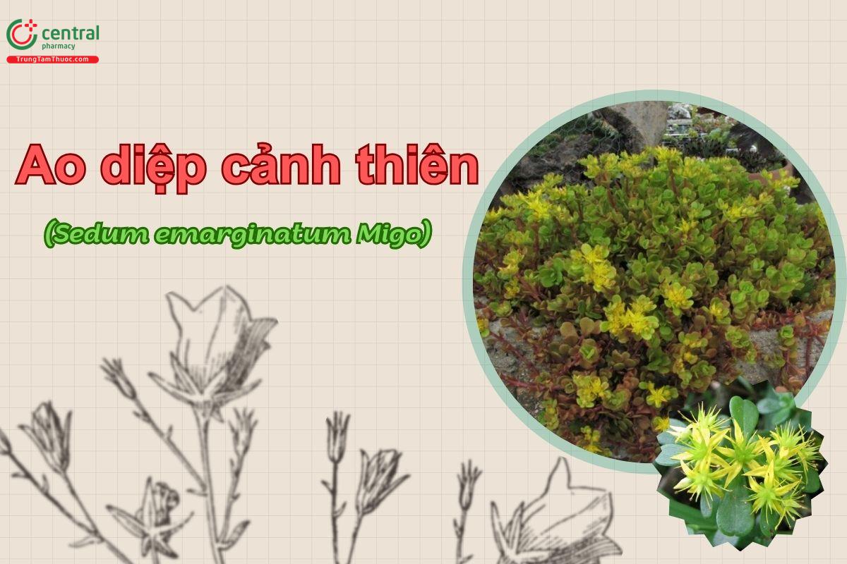 Ao diệp cảnh thiên (Sedum emarginatum Migo)