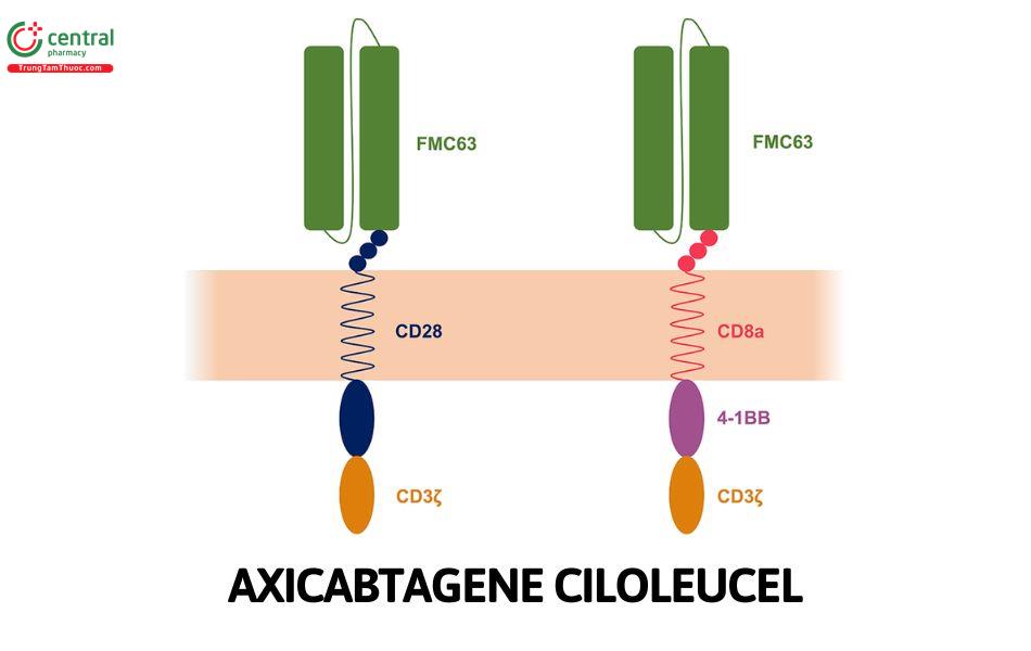 Axicabtagene Ciloleucel