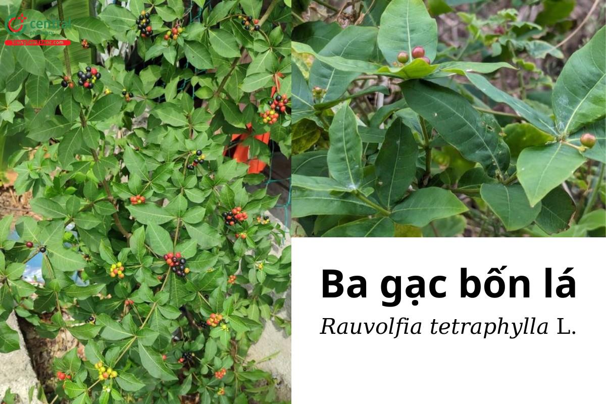 Ba gạc bốn lá (Ba gạc Cu Ba - Rauvolfia tetraphylla L.)