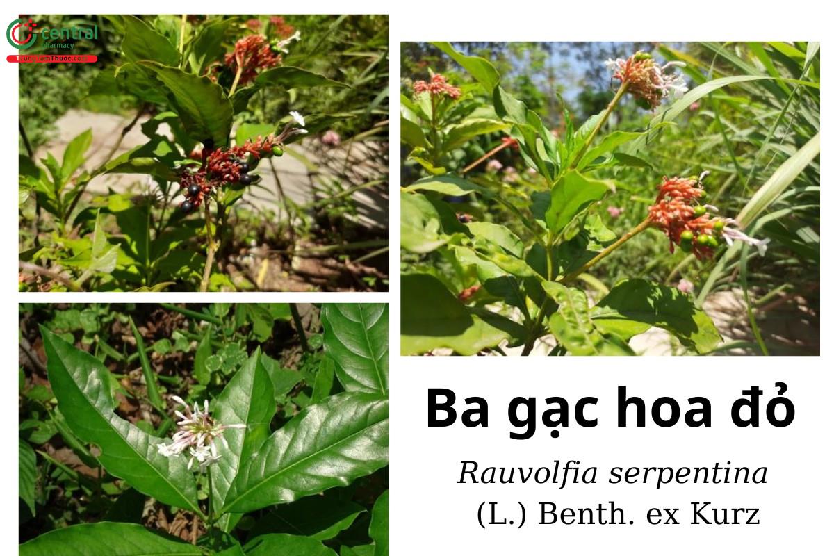 Ba gạc hoa đỏ (Ba gạc Ấn Độ, Ấn Độ xà mộc - Rauvolfia serpentina (L.) Benth. ex Kurz)