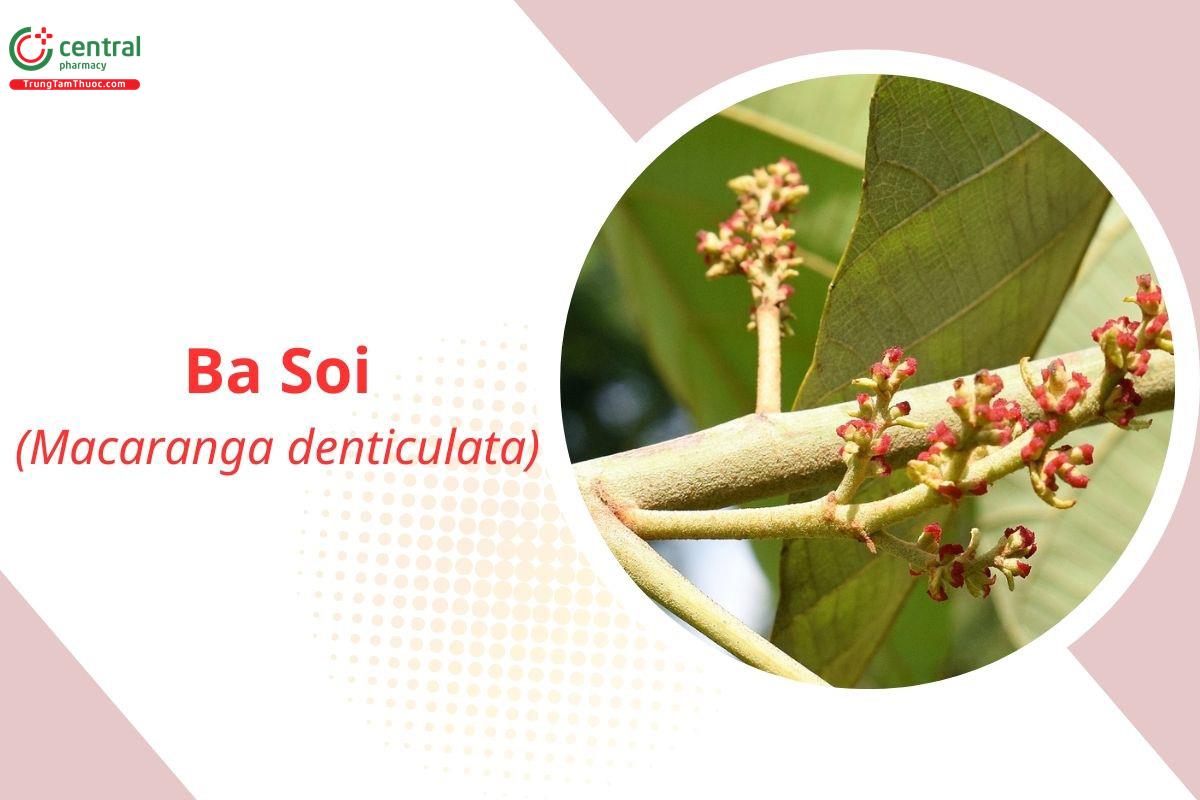 Ba Soi (Lá Nến - Macaranga denticulata)