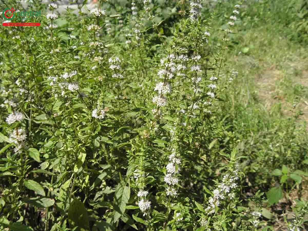 Bạc Hà Cay (Mentha piperita Huds.)