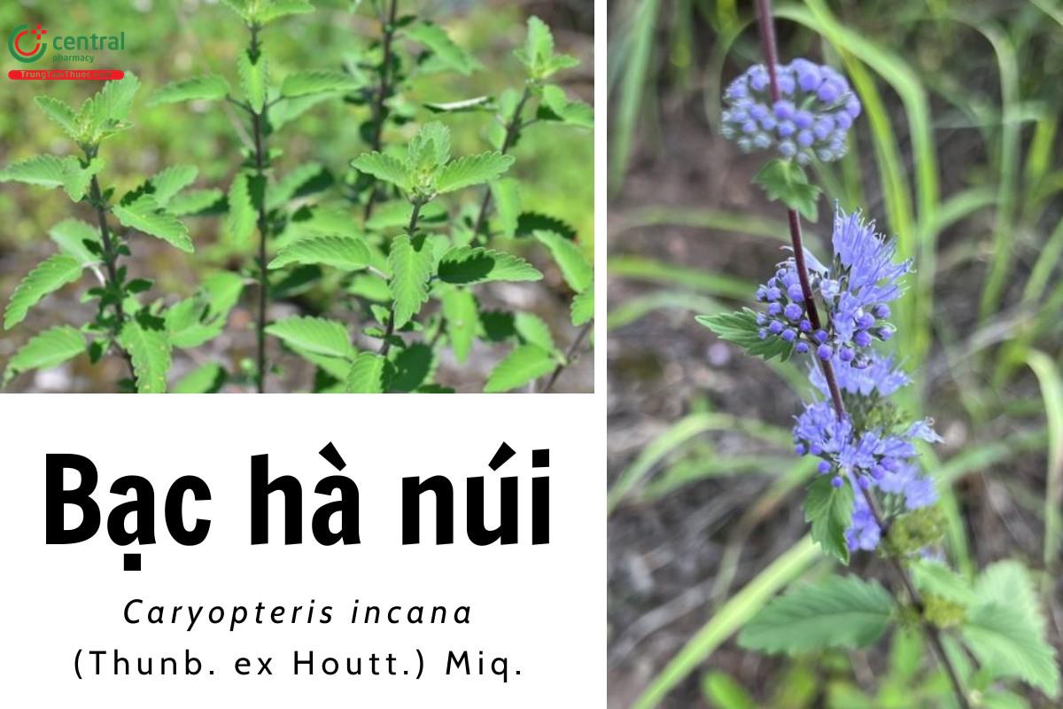 Bạc hà núi (Cỏ vắp thơm - Caryopteris incana (Thunb. ex Houtt.) Miq.)