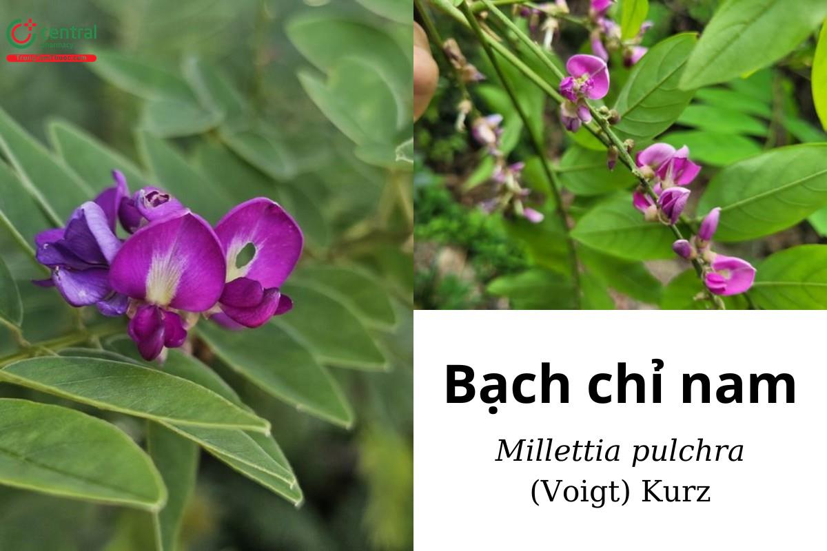 Bạch chỉ nam (Mát rừng, đậu chỉ, đậu dự, cây nểnh - Millettia pulchra (Voigt) Kurz)