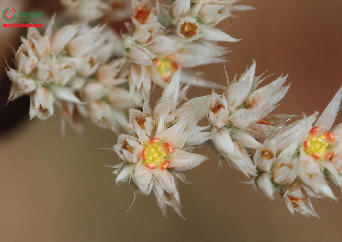 Bạch Cổ Đinh (Polycarpaea corymbosa (L.) Lam.)