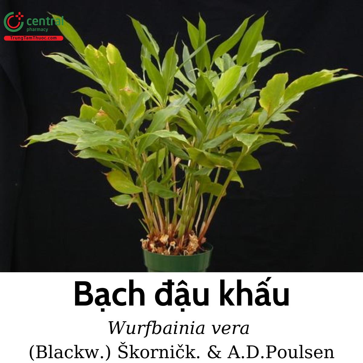 Bạch đậu khấu (Wurfbainia vera, Amomum krervanh Pierre ex Gagnep.)