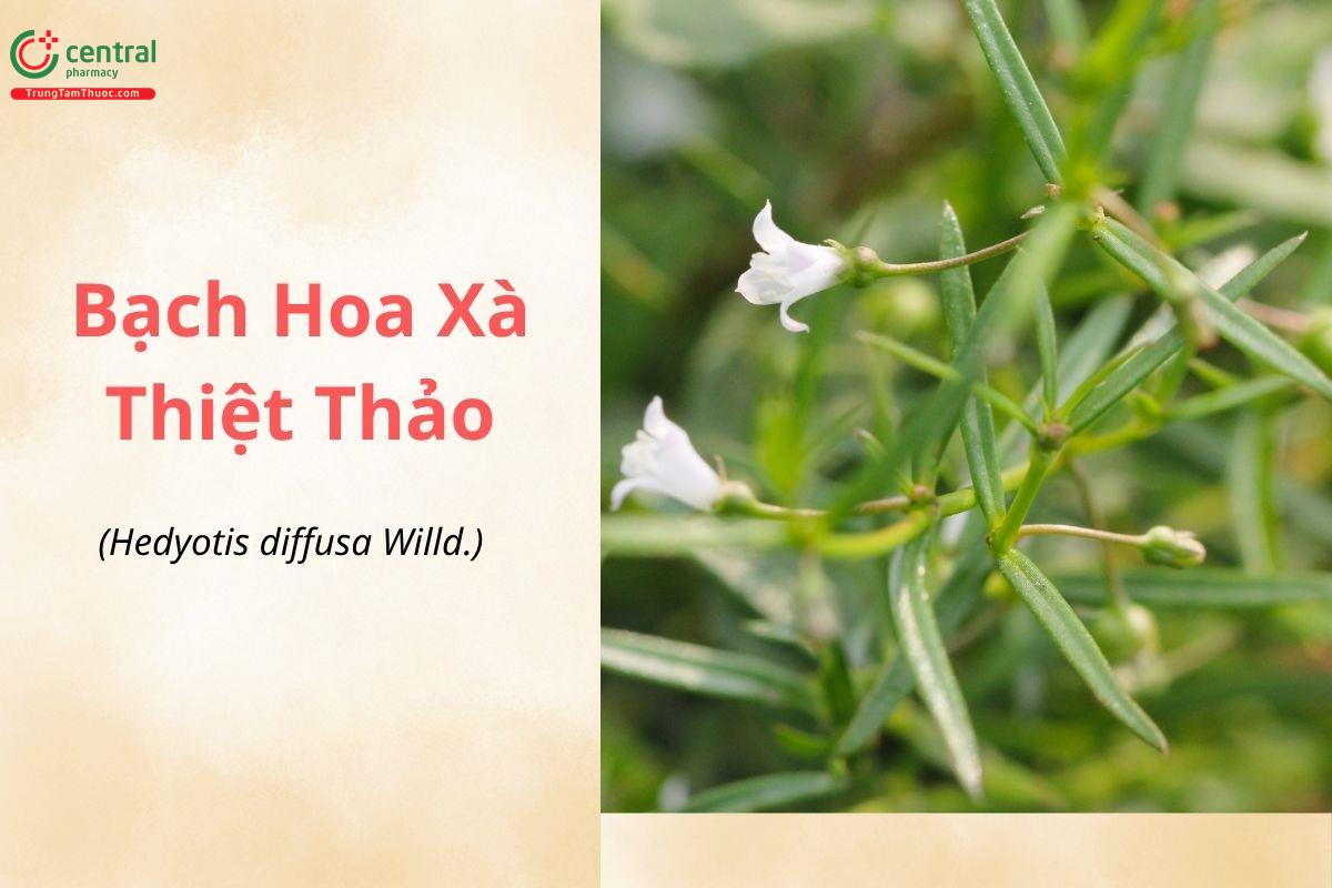 Bạch Hoa Xà Thiệt Thảo (Lưỡi Rắn Trắng - Hedyotis diffusa Willd.)