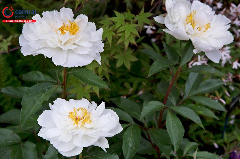 Bạch Thược (Paeonia lactiflora P.)