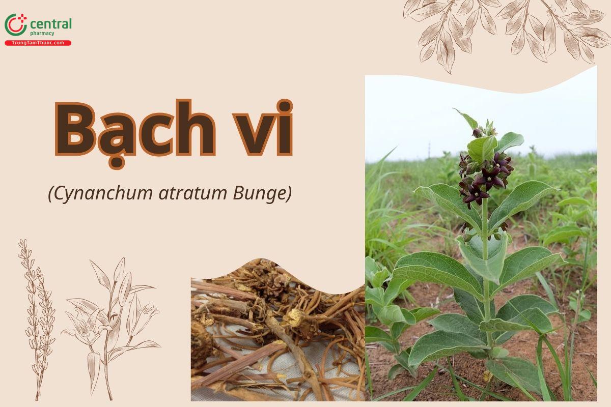Bạch vi ( Xuân thảo, Long đởm bạch vi- Cynanchum atratum)
