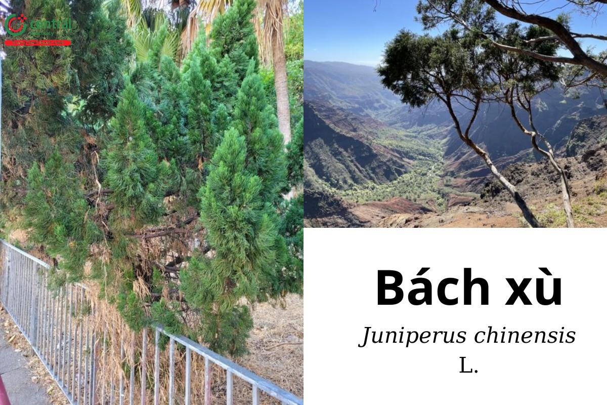 Bách xù (Viên bách, tùng xù, bách tròn, cối tía, tử cối - Juniperus chinensis L.)