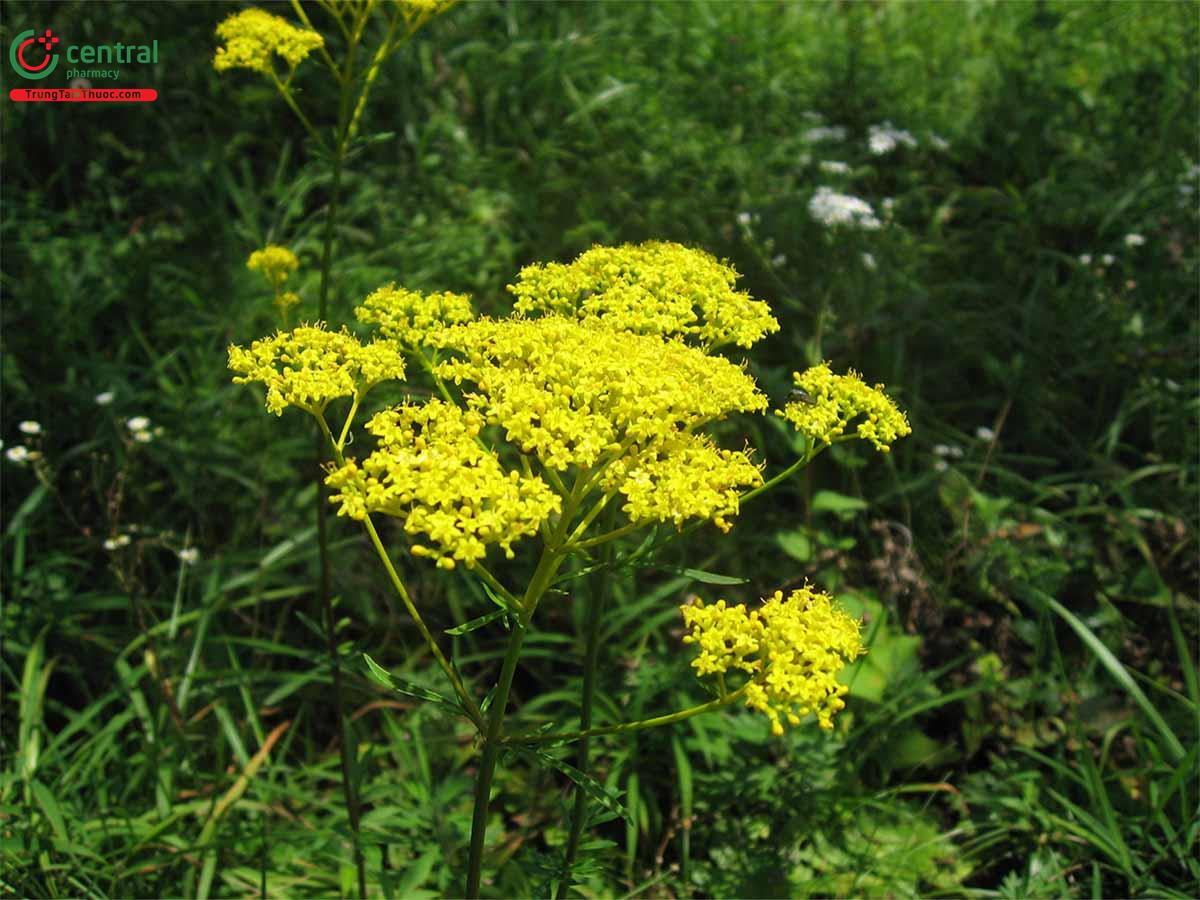 Bại Tượng (Patrinia scabiosaefolia Fisch. ex Link)