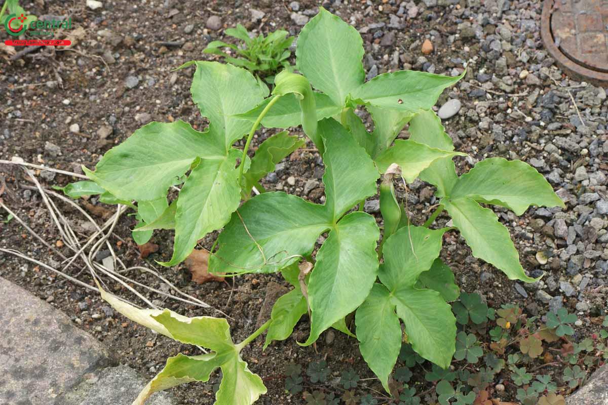 Bán Hạ Bắc (Pinellia ternata (Thunb.) Breit.)