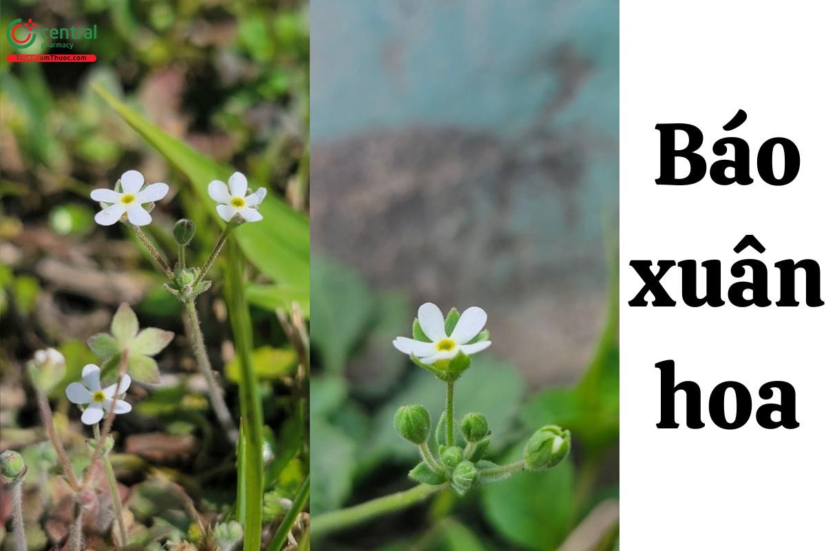 Báo xuân hoa (Cây điểm địa, phật đỉnh chu - Androsace umbellata (Lour.) Merr.)