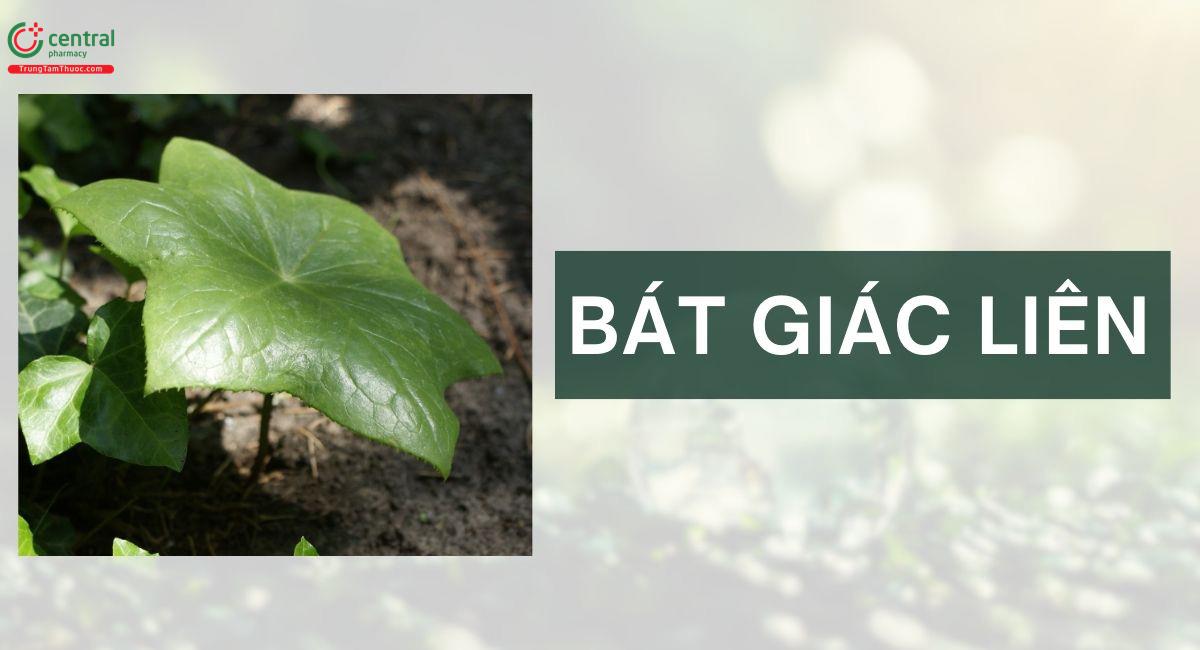 Bát Giác Liên (Podophyllum tonkinense Gagnep.)