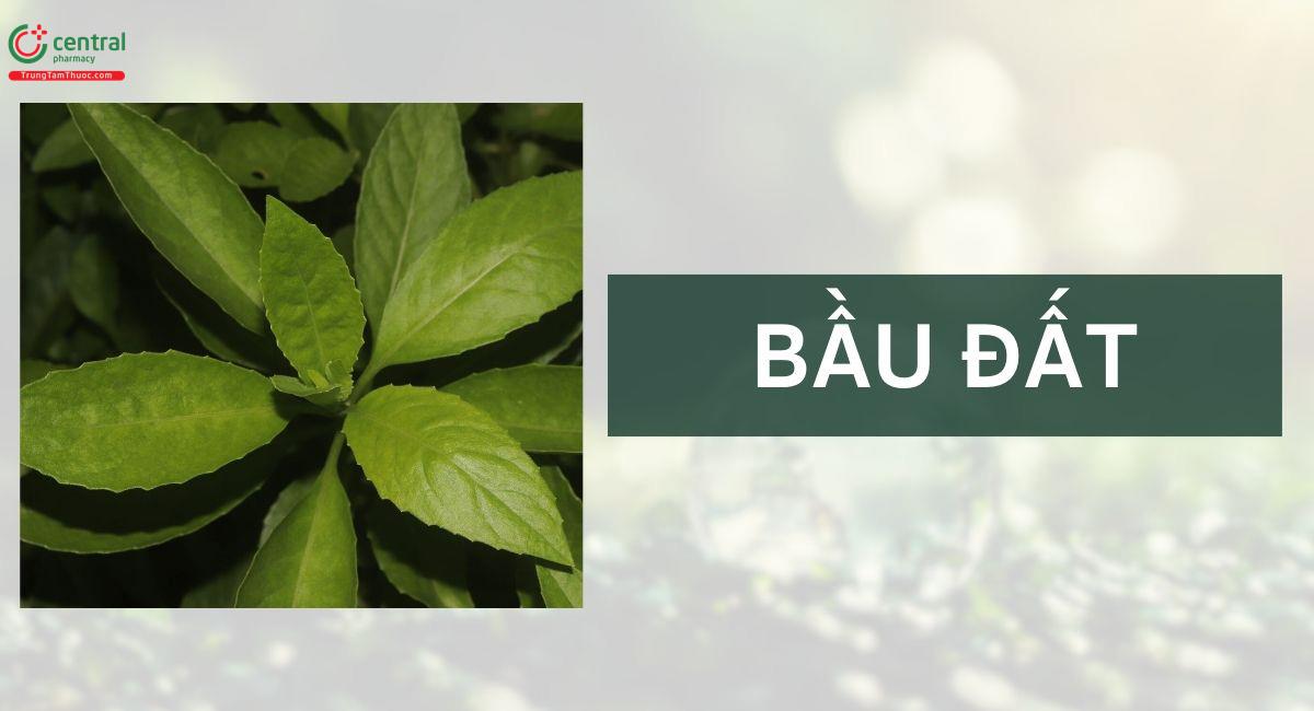 Bầu Đất (Kim Thất, Thiên Hắc Địa Hồng- Gynura procumbens)