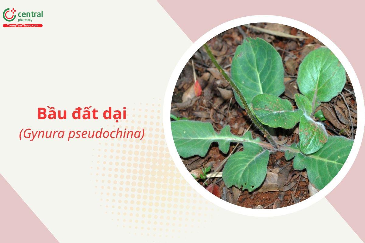 Bầu đất dại (Kim thất giả, Ngải rét - Gynura pseudochina)
