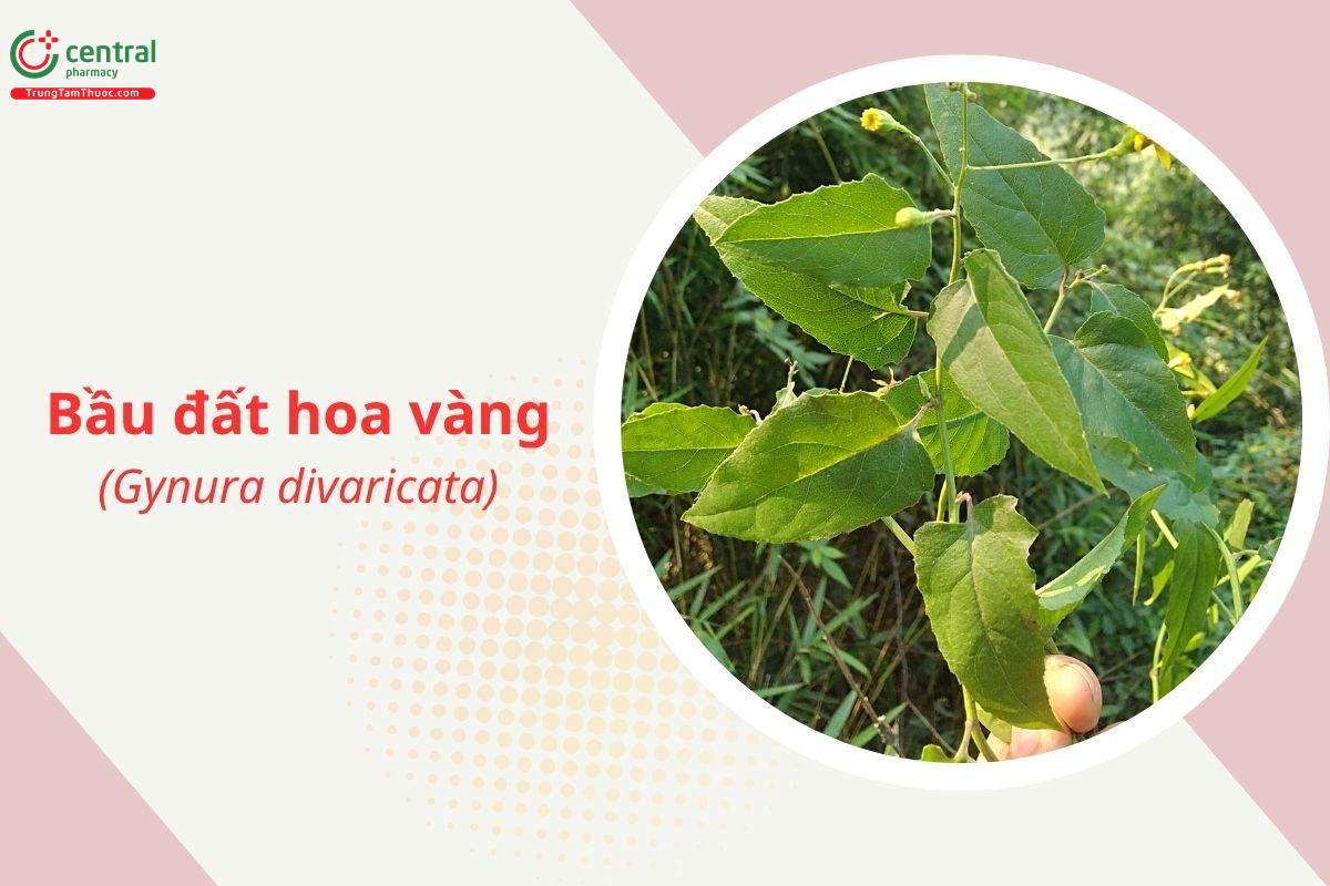 Kim thất tai (Bầu đất hoa vàng - Gynura divaricata)