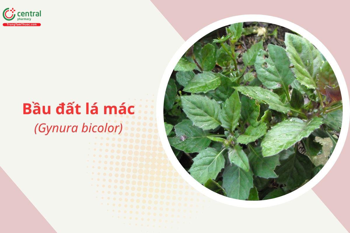 Bầu đất lá mác (Gynura bicolor)