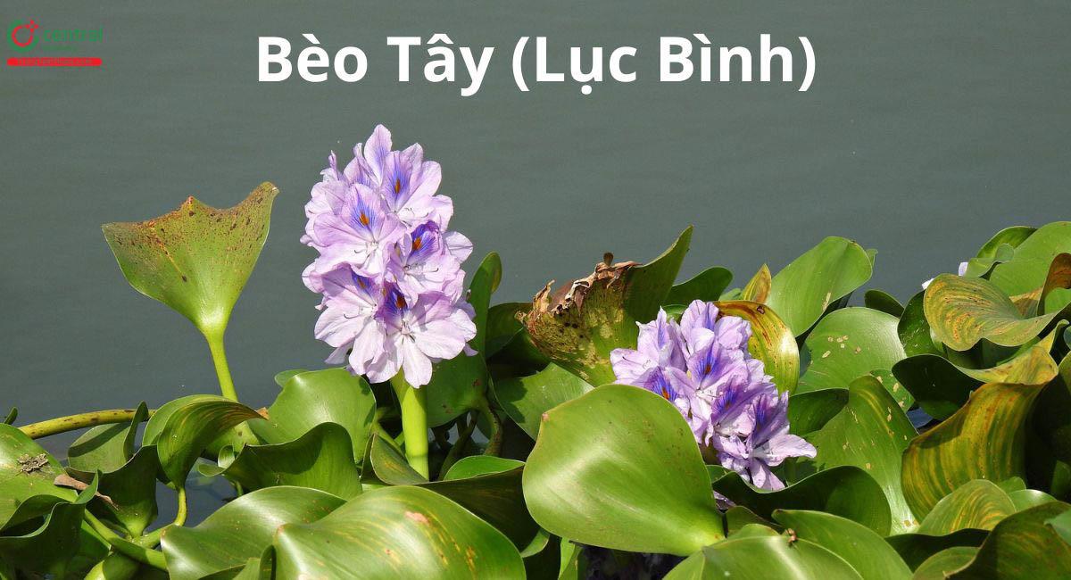 Lục Bình (Bèo Tây, Bèo Nhật Bản - Eichhornia crassipes)