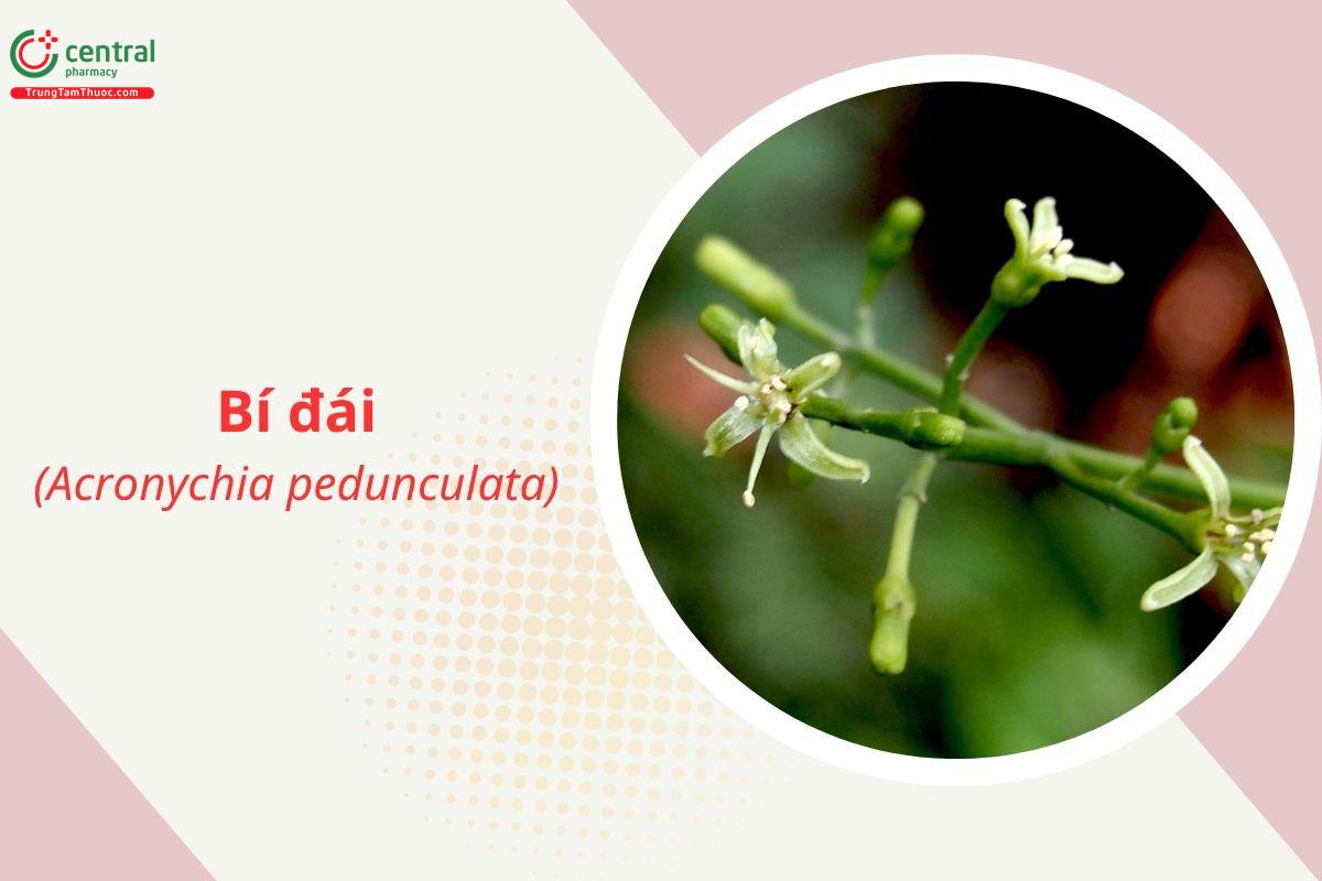 Bí đái (Acronychia pedunculata)