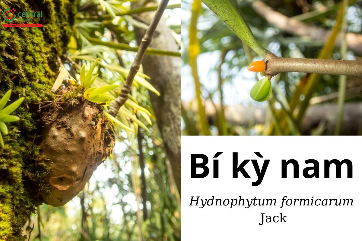 Bí kỳ nam (Kỳ nam kiến - Hydnophytum formicarum Jack)