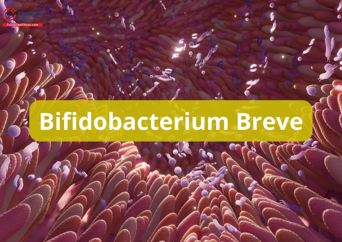 Bifidobacterium Breve BR03