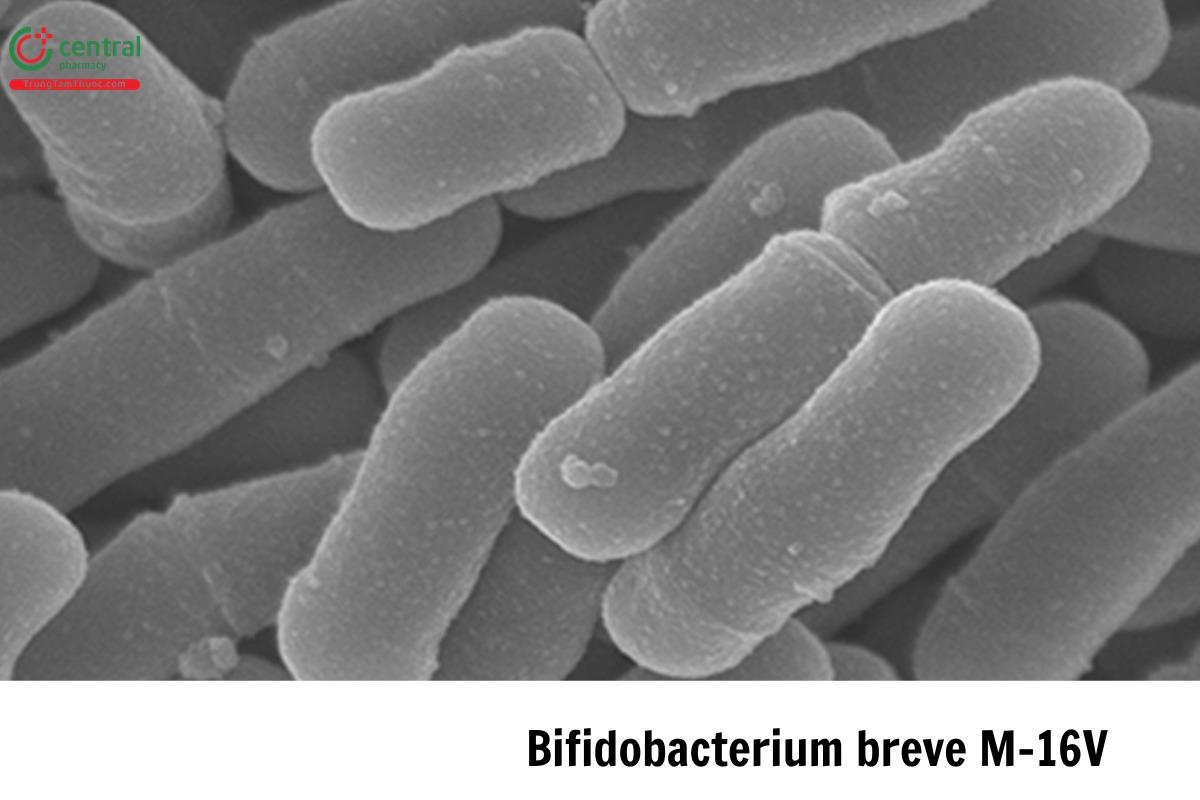 Bifidobacterium breve M16V