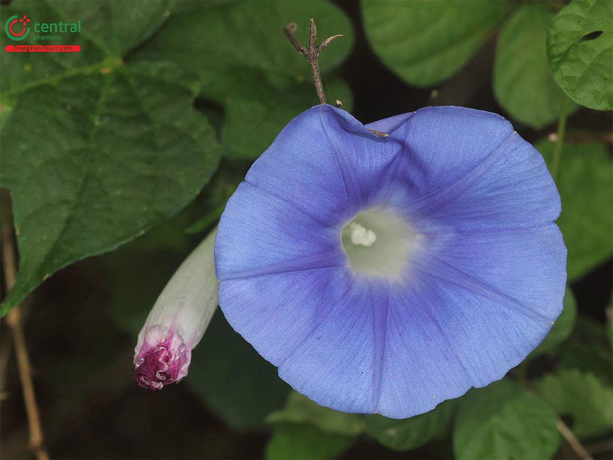 Bìm Bìm Biếc (Hắc Sửu, Khiên Ngưu - Ipomoea nil (L.) Roth)