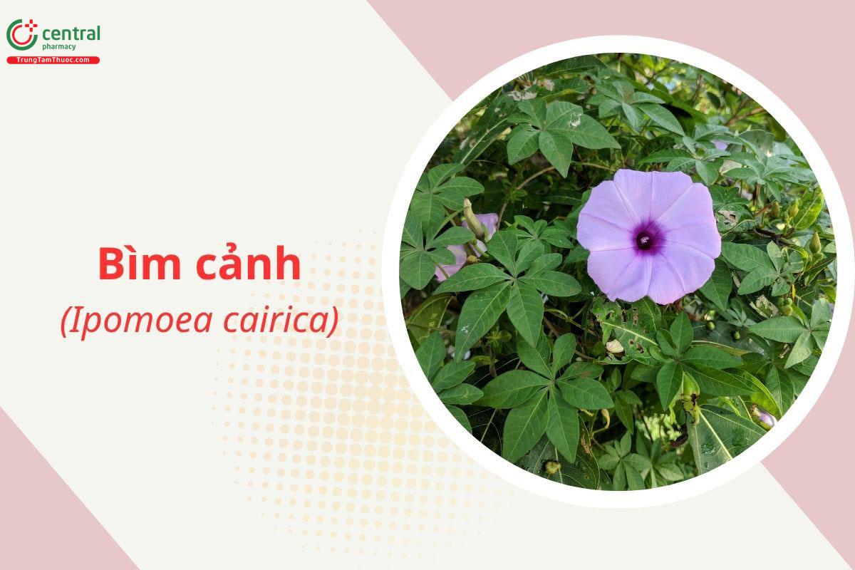 Bìm cảnh (Ipomoea cairica)