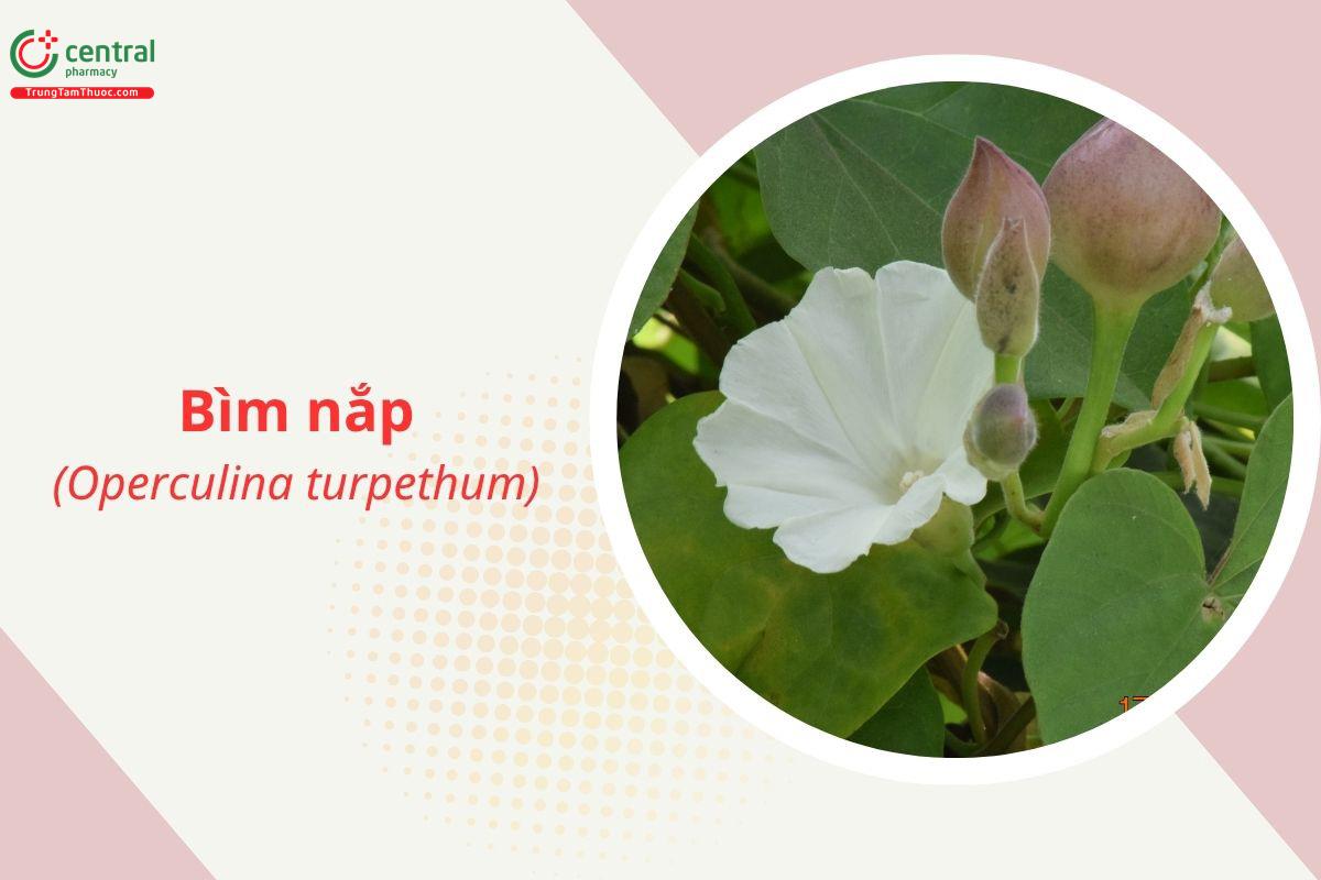 Bìm nắp (Bìm bìm dại - Operculina turpethum)