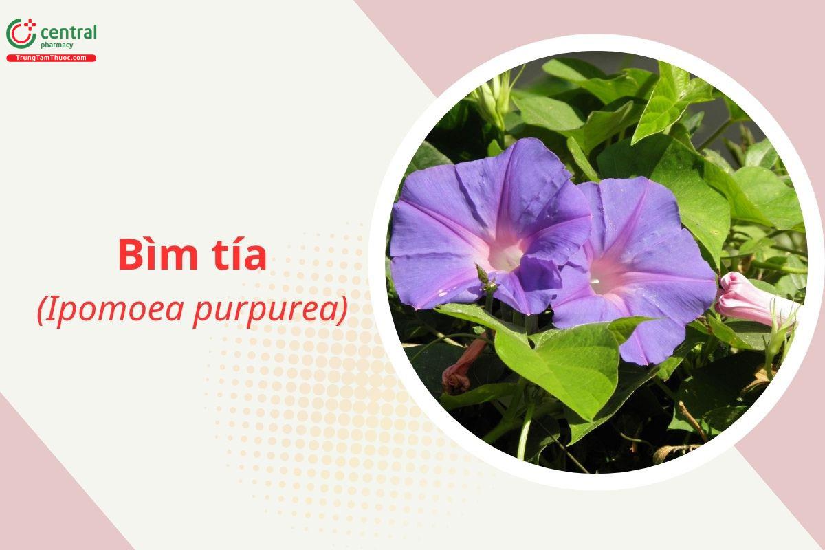 Bìm tía (Ipomoea purpurea (L.) Roth.)