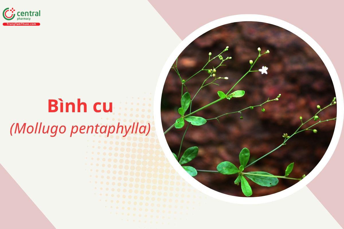 Bình cu (Mollugo pentaphylla L.)