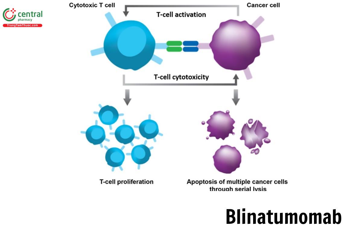 Blinatumomab