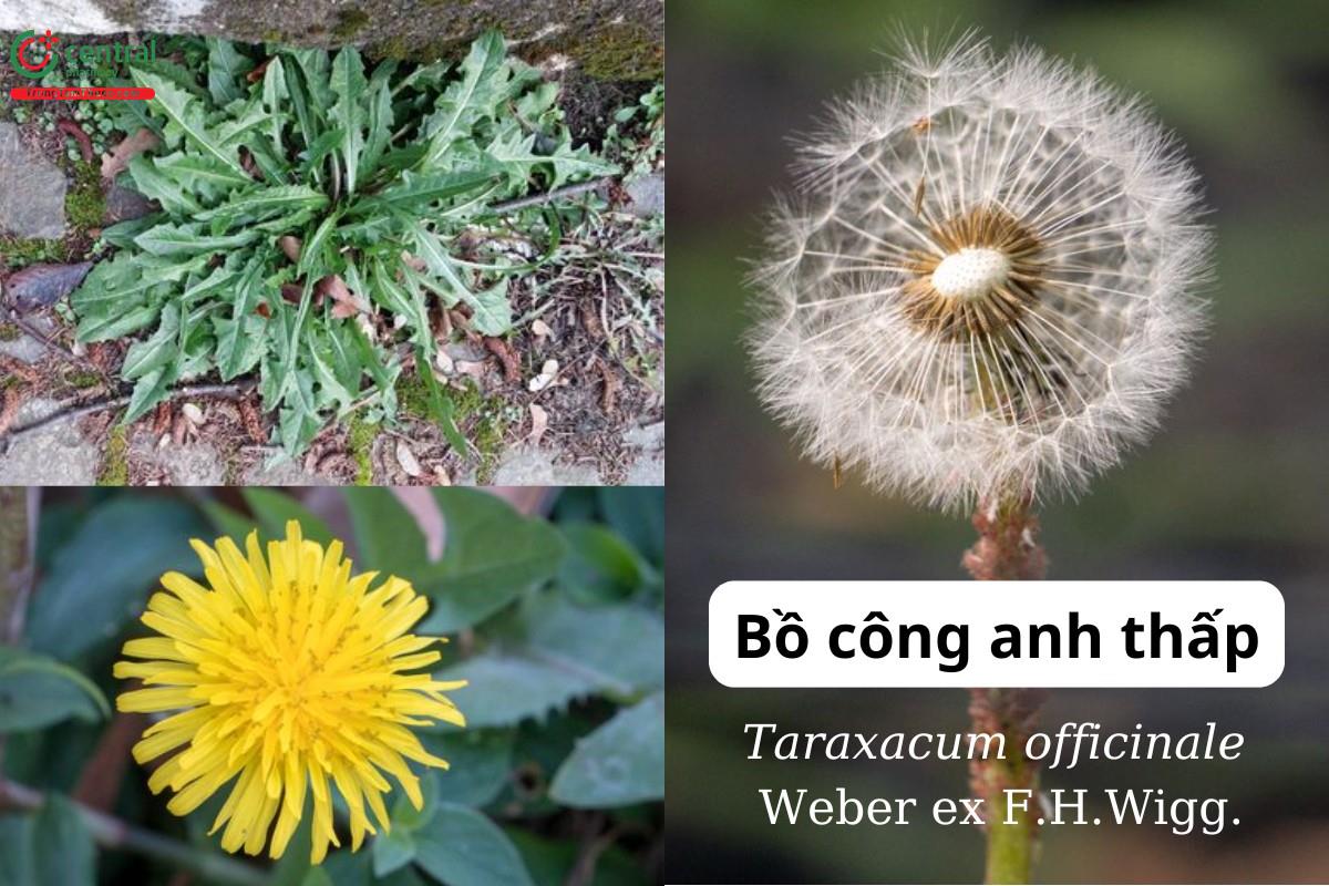 Bồ công anh thấp (Bồ công anh Trung Quốc - Taraxacum officinale Weber ex F.H.Wigg.)