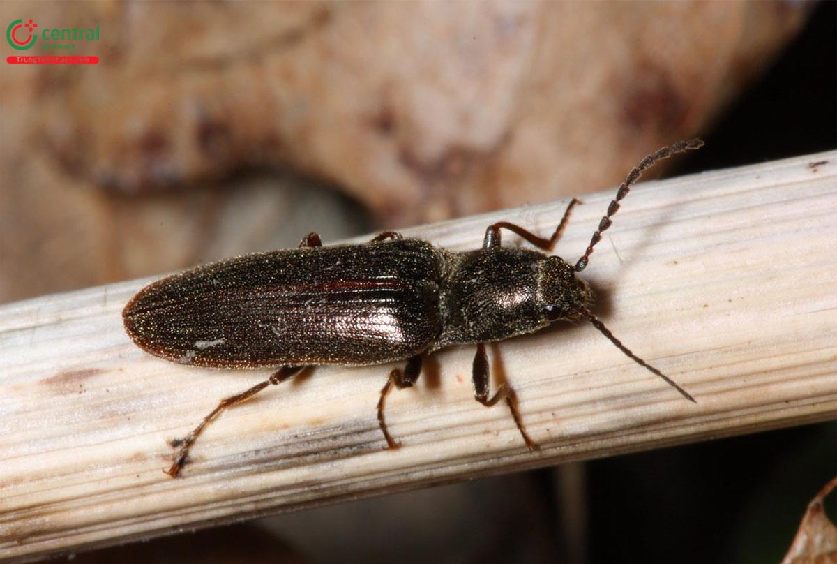 Bổ Củi (Click Beetles)