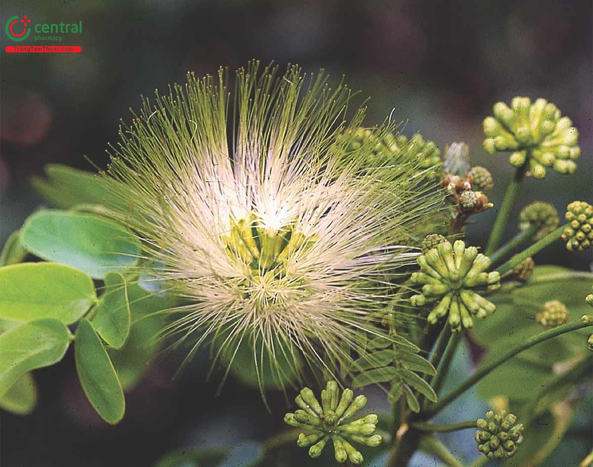 Bồ Kết Tây (Albizia lebbeck (L.) Benth.)