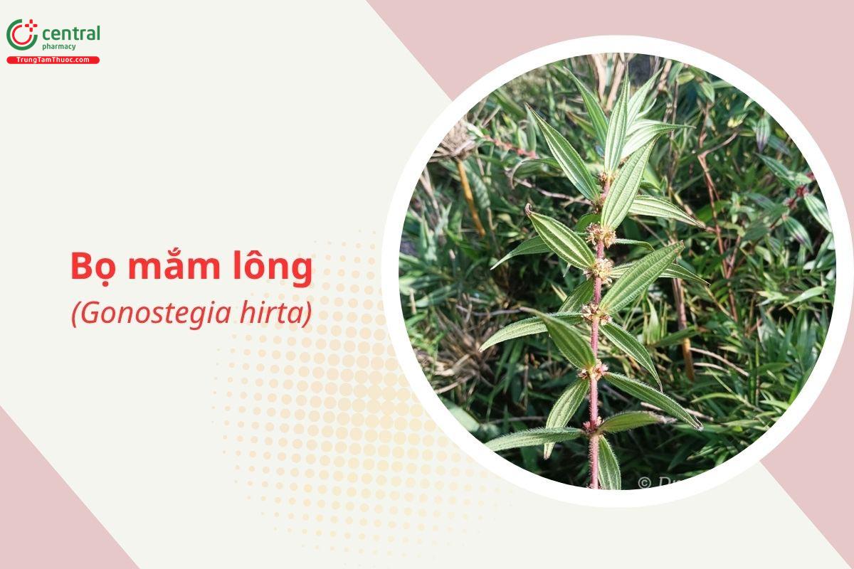Bọ mắm lông (Bọ mắm lá đối - Gonostegia hirta)
