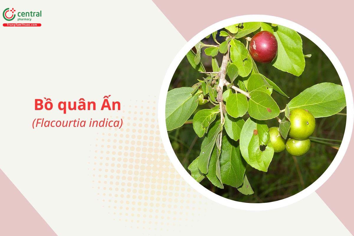 Bồ quân Ấn (Flacourtia indica)