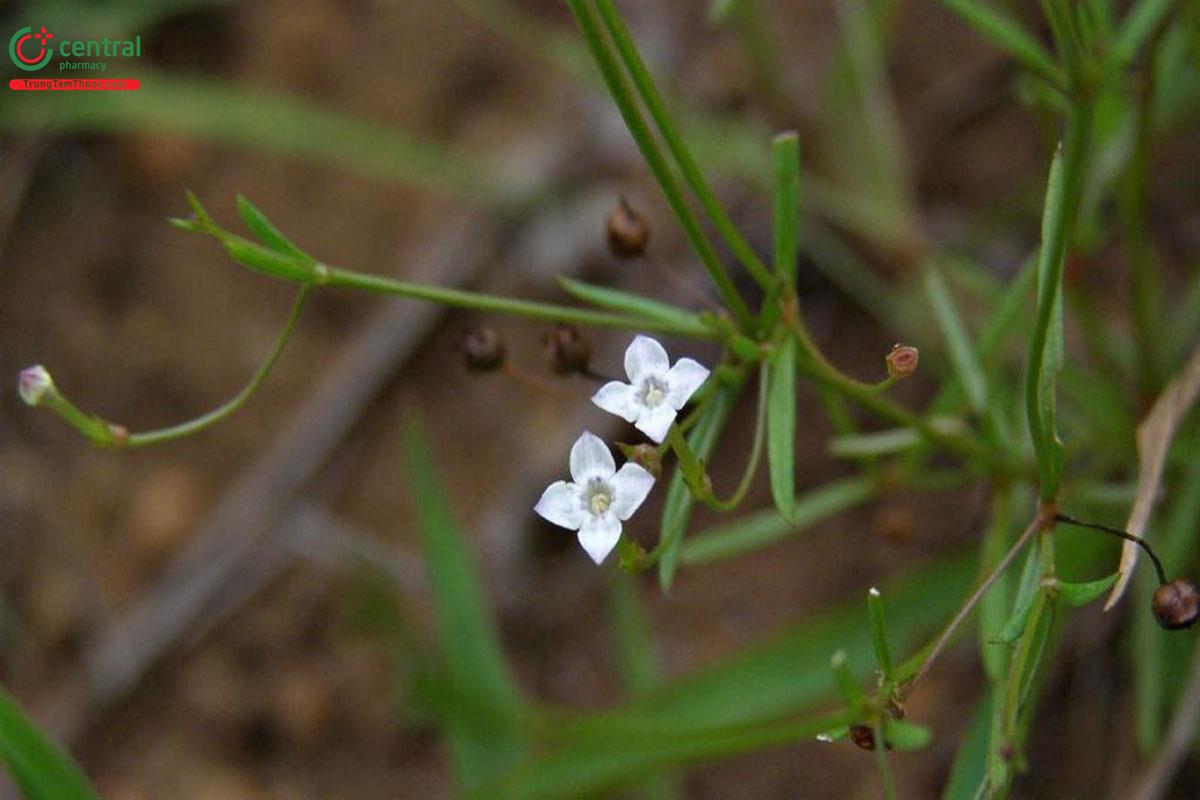 Bòi Ngòi Cỏ (Hedyotis herbacea L.)