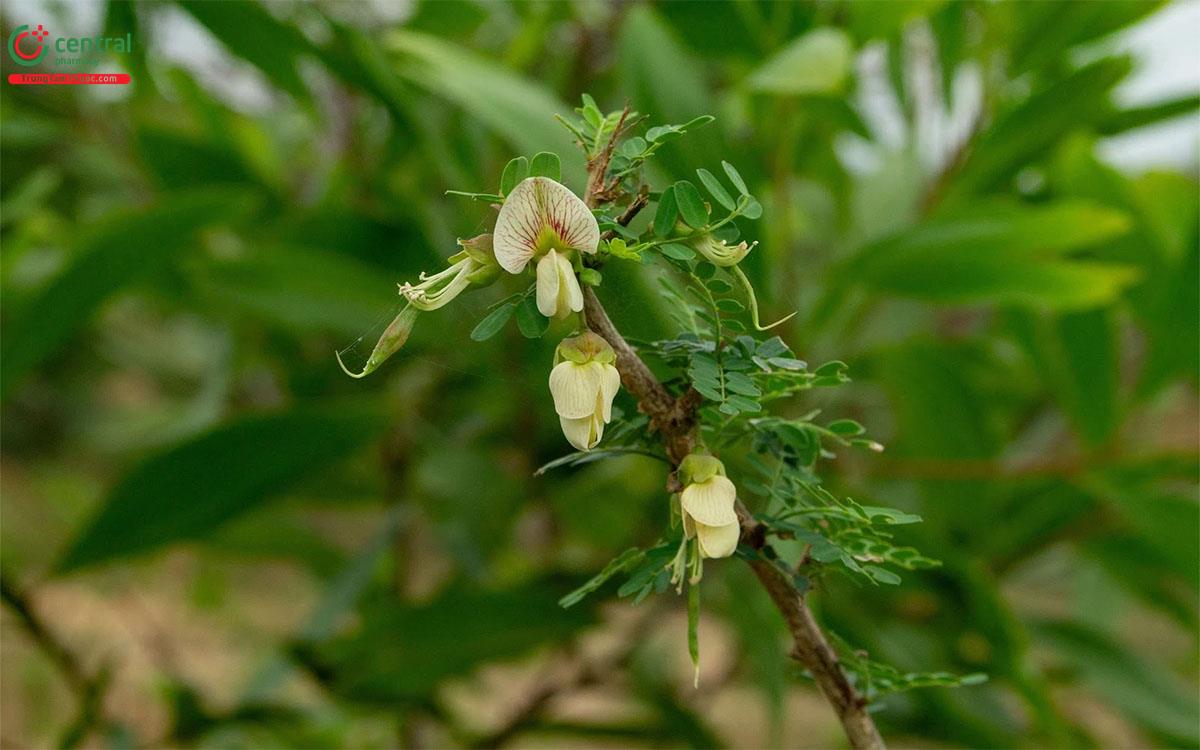 Bồn Bồn (Ormocarpum cochinchinense (Lour.) Merr.)