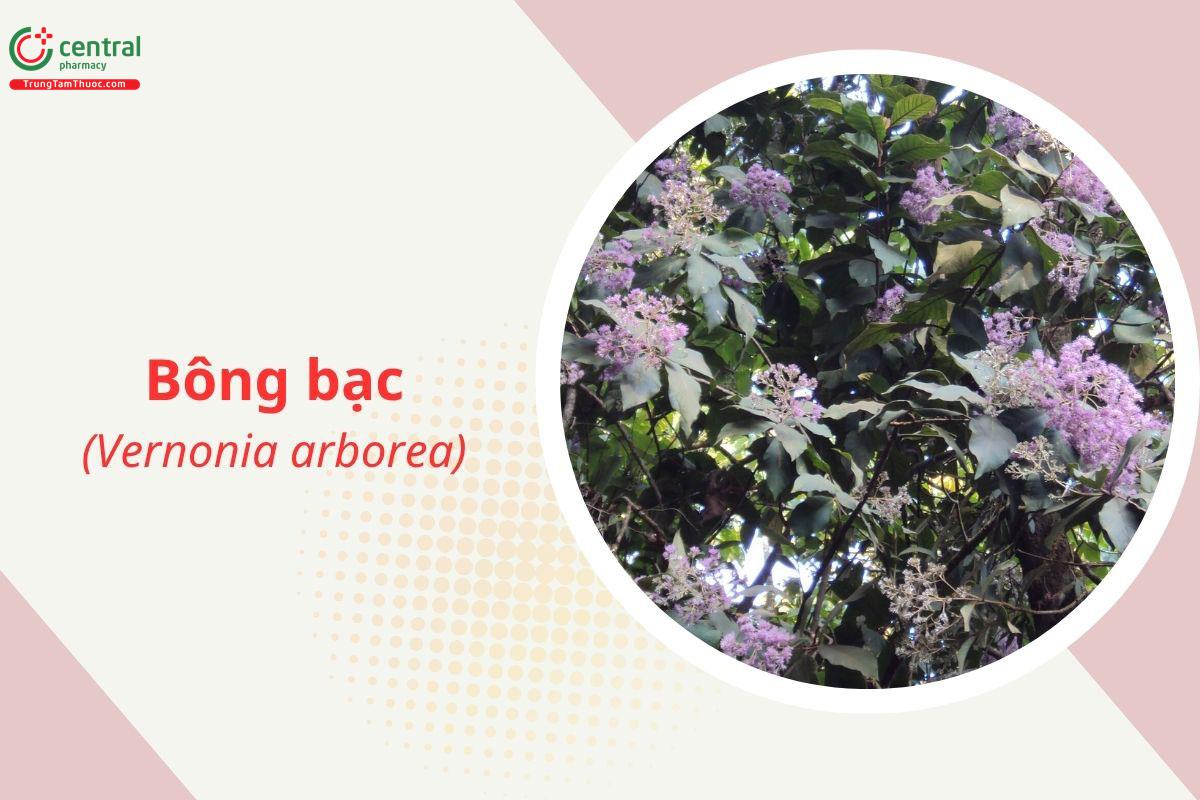 Bông bạc (Cúc đại mộc - Vernonia arborea)