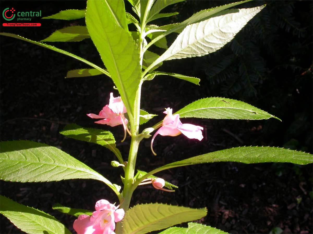 Hoa Móng Tay (Bóng Nước, Nắc Nẻ - Impatiens balsamina L.)