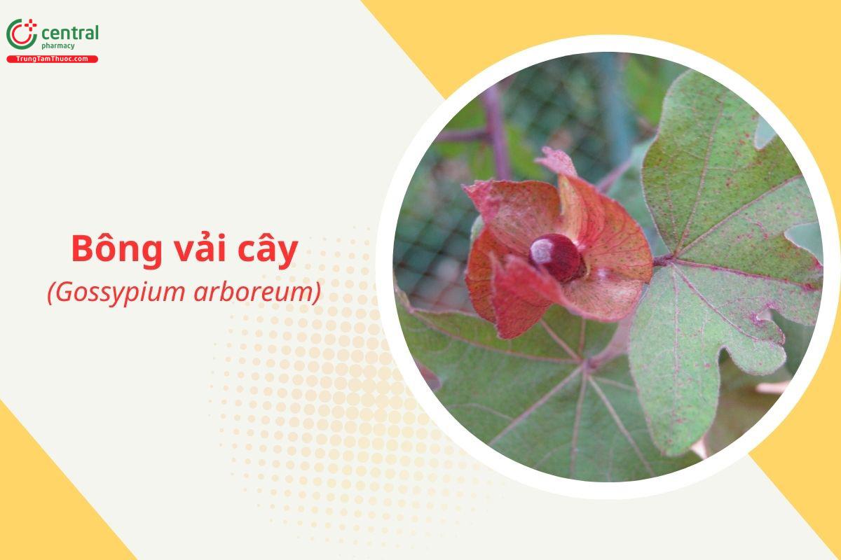 Bông vải cây (Gossypium arboreum)