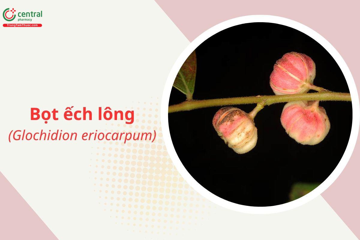 Bọt ếch lông (Sóc trái có lông - Glochidion eriocarpum)