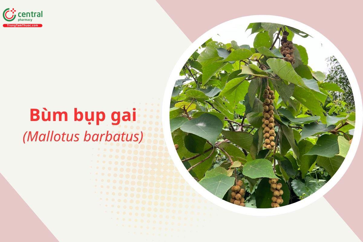 Bùm bụp gai (Mallotus barbatus)